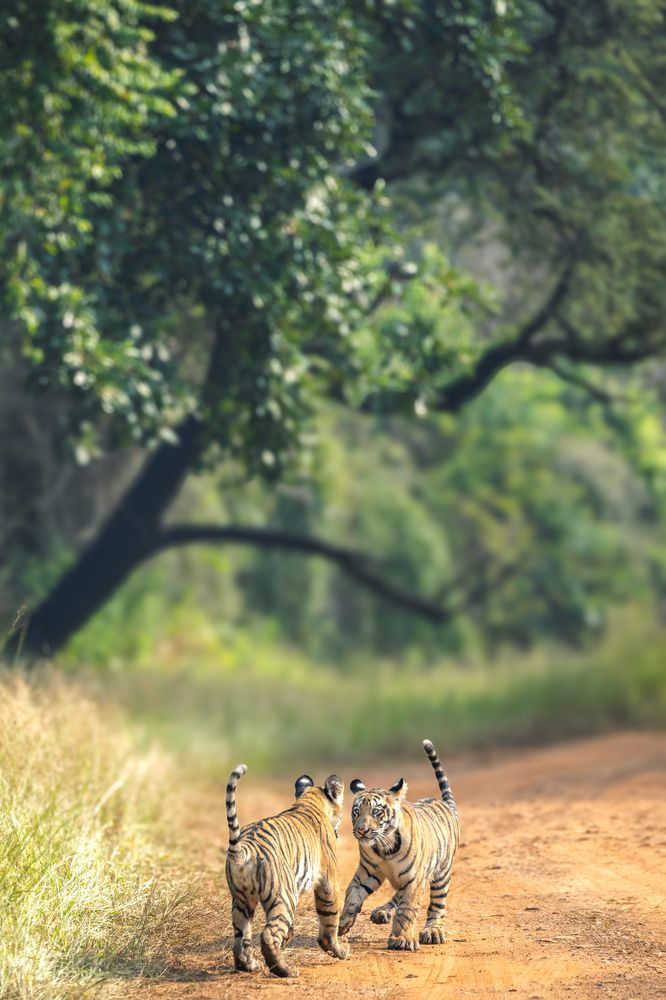 Photograph by Nikhil Narule