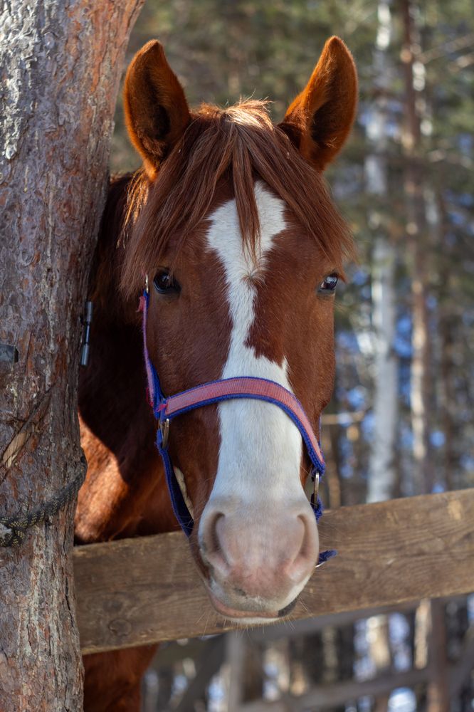 Photograph by Юлия Ковешникова