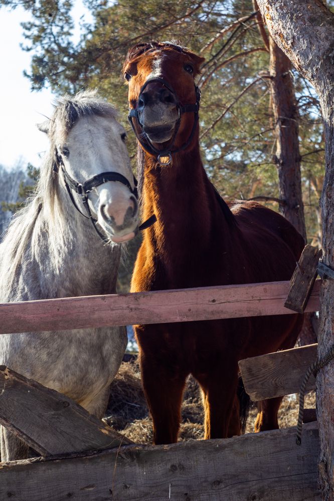 Photograph by Юлия Ковешникова