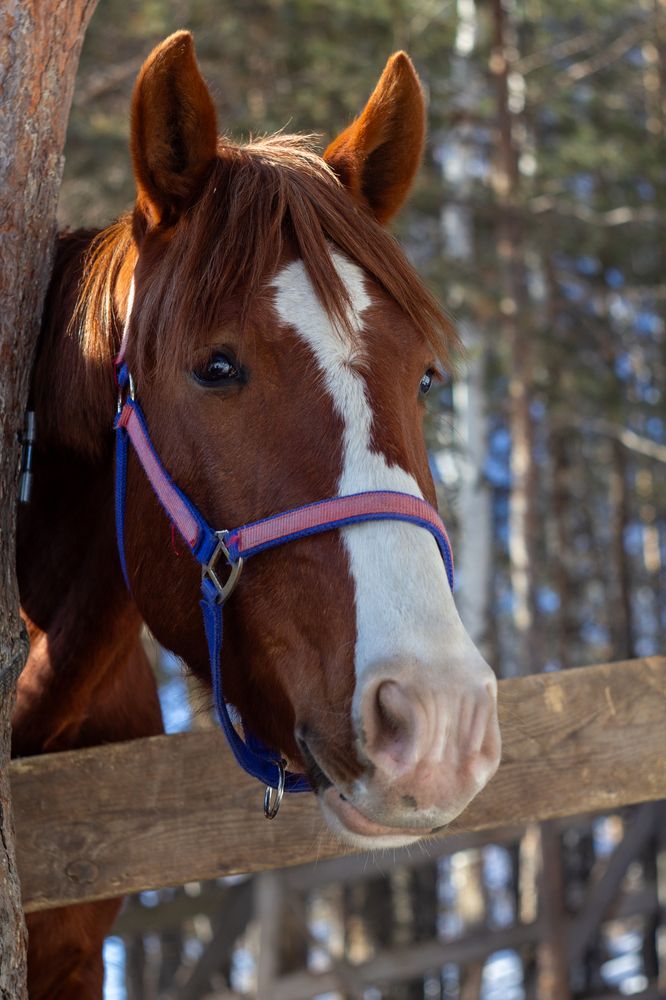 Photograph by Юлия Ковешникова