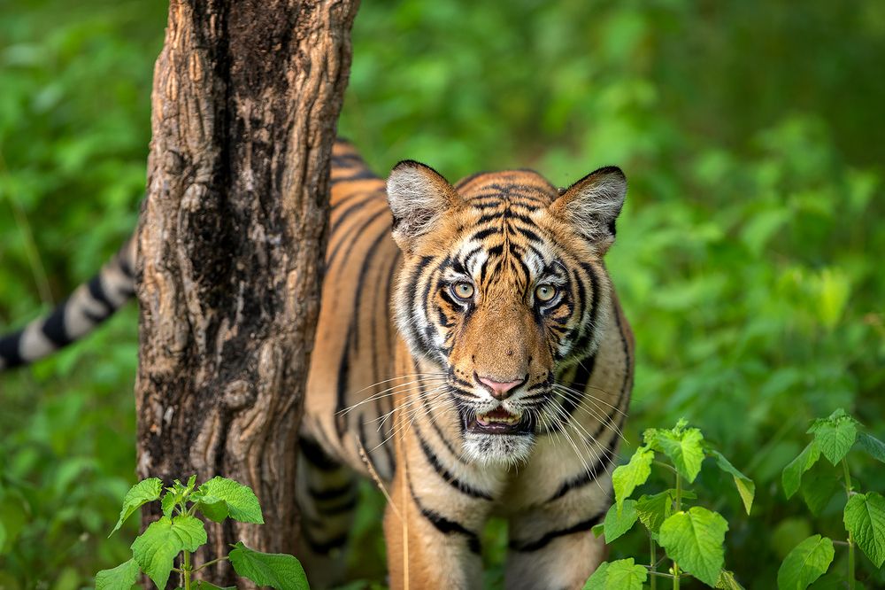 Photograph by Gade Neeraj