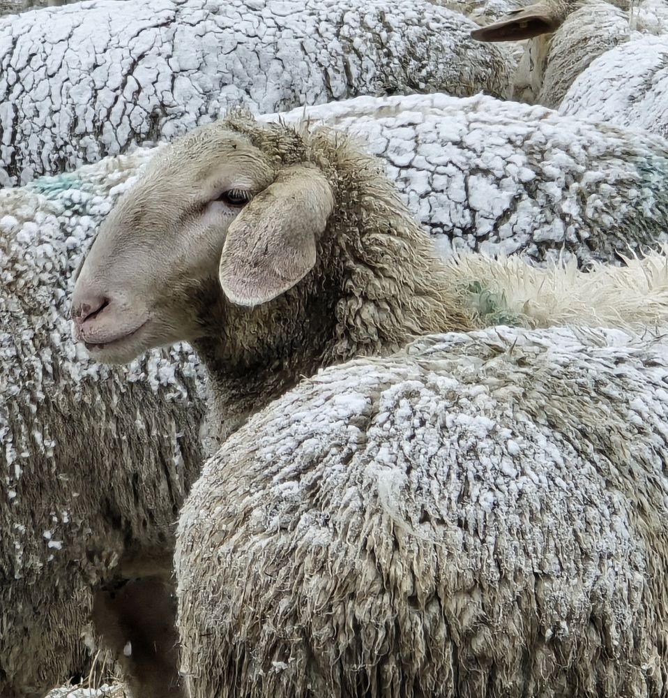 Photograph by Светлана