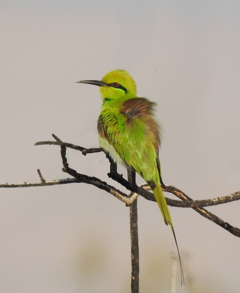 Photograph by Dina Eid