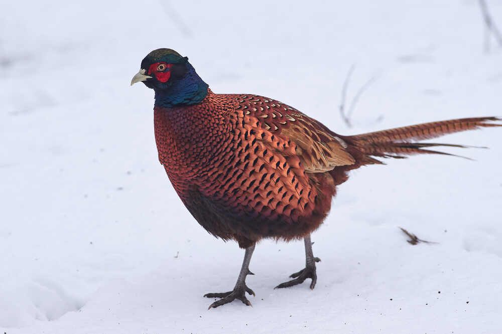 Зимняя прогулка фазана