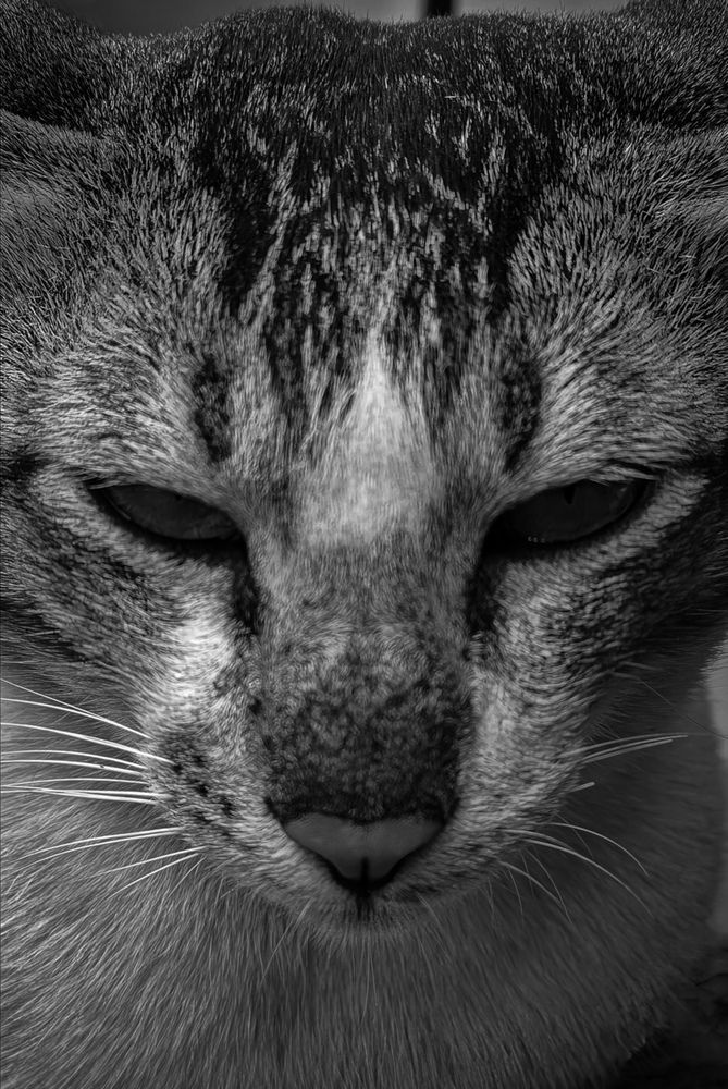 Photo #11983044