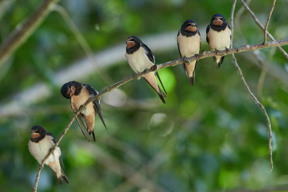 В ожидании обеда