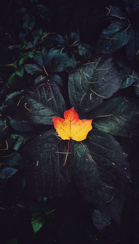 Photograph by Ирина Подборская