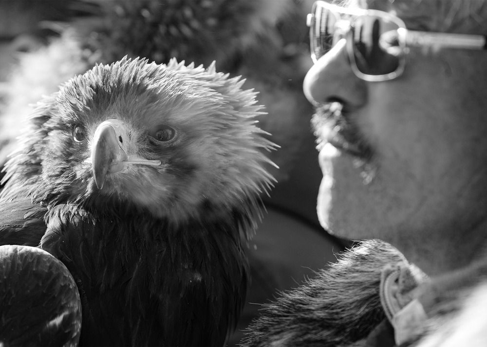 Mongolian eagle hunters and their Golden Eagles