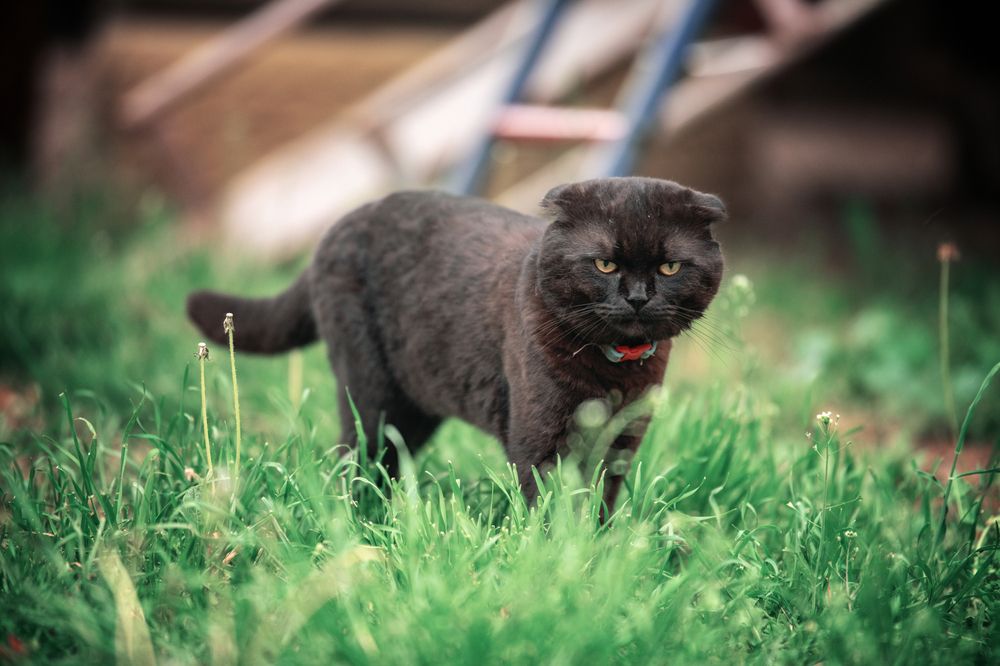 Фотография автора Юлия Носова