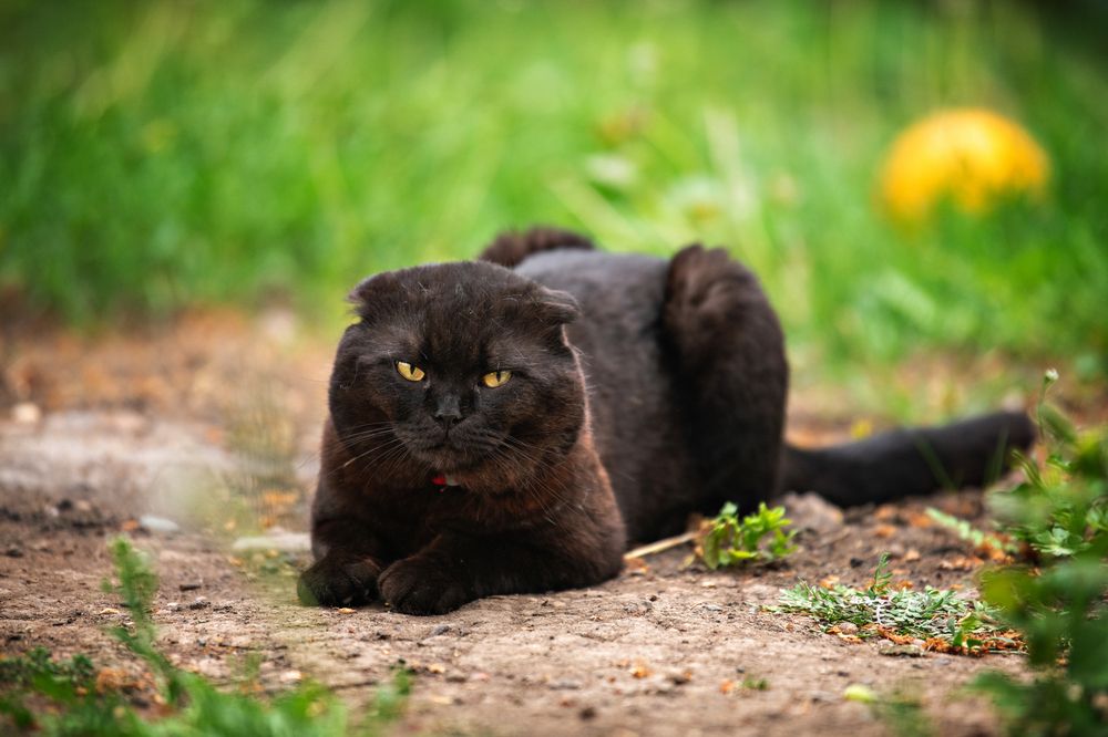 Фотография автора Юлия Носова