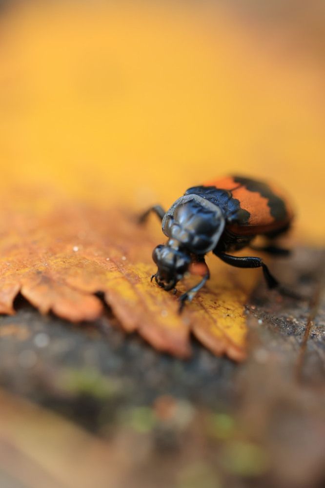 Photograph by Одаренко Ольга