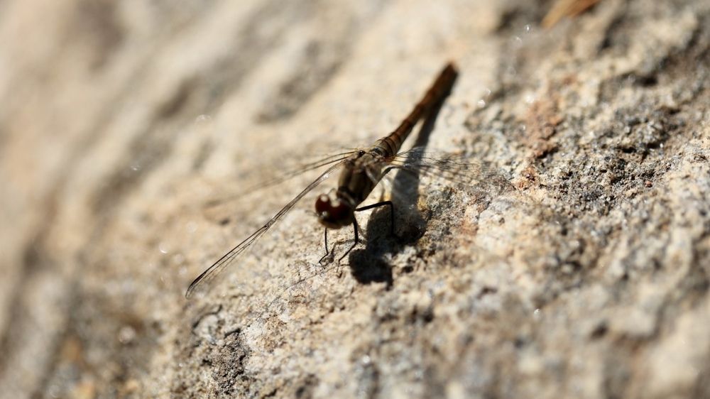 Photograph by Одаренко Ольга