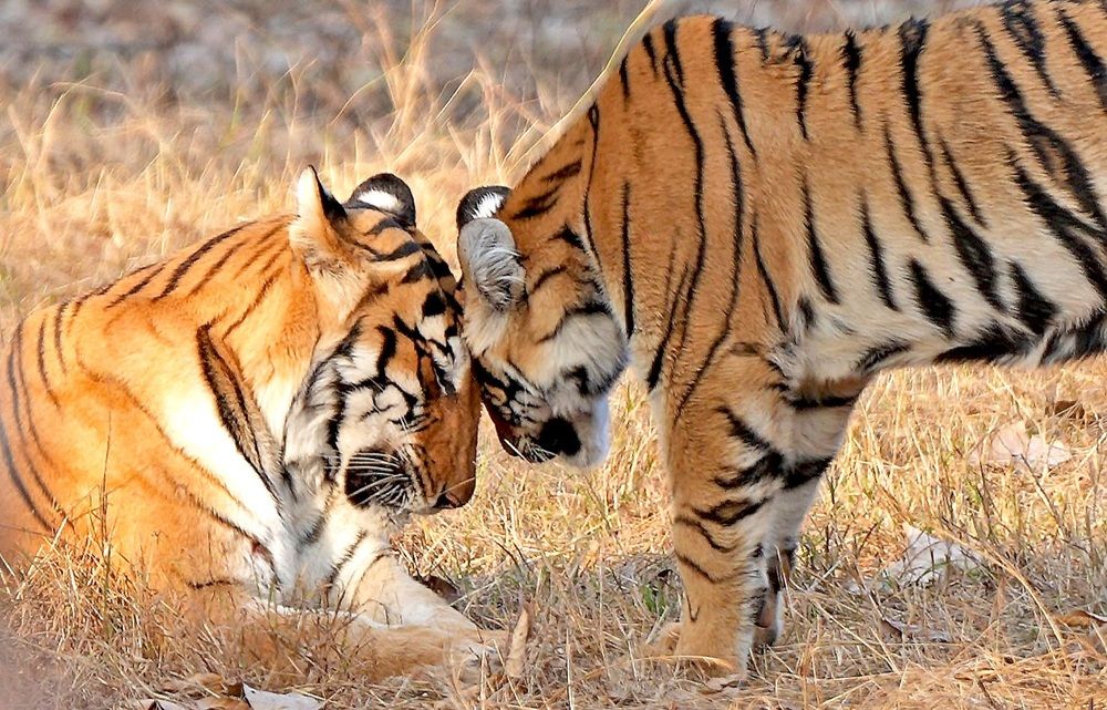 Photograph by Nirmalya Chakraborty