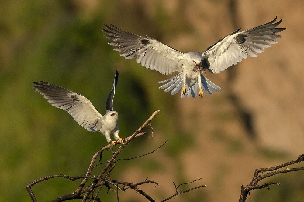 White-tailed Kite Dinner Date