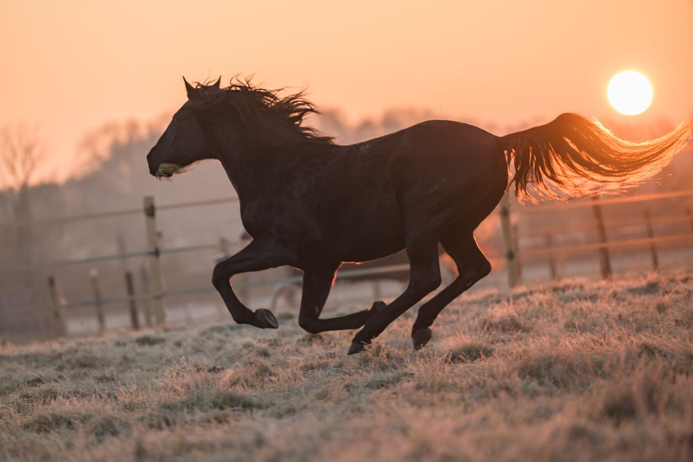 Course avec le soleil