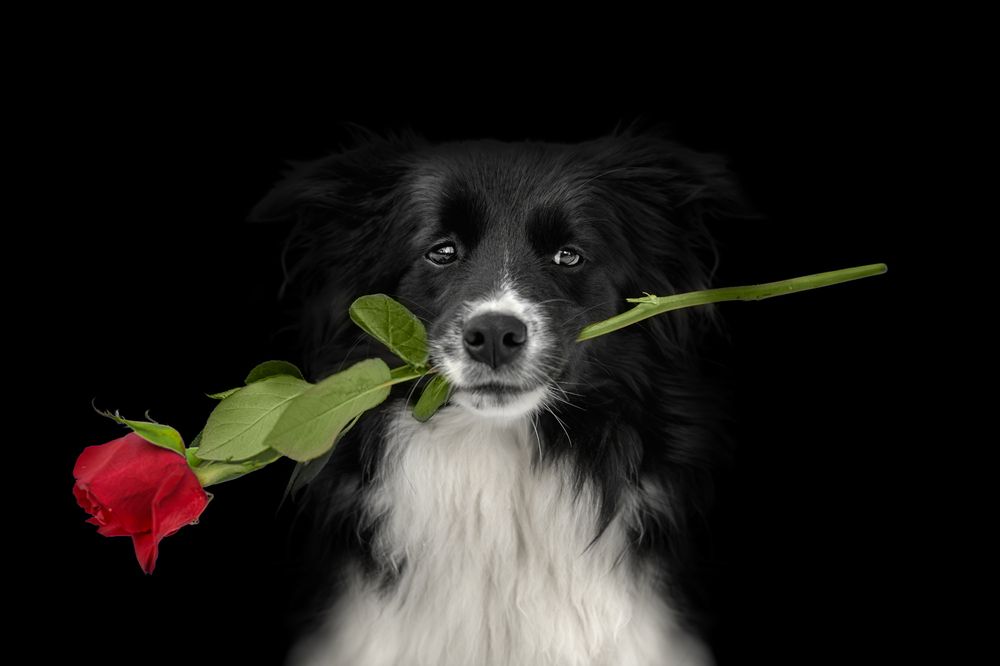 The Fragrance of roses and dogs' soul