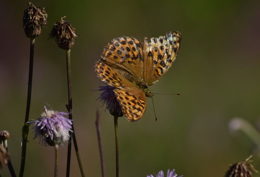 Фотография автора Оксана Льдинина
