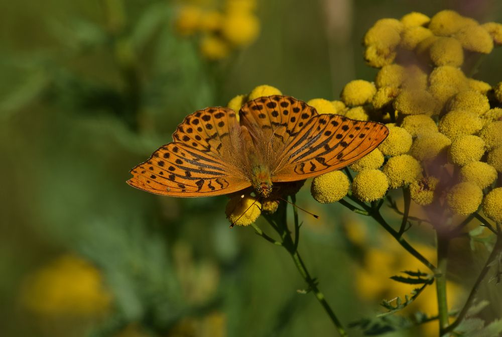 Фотография автора Оксана Льдинина