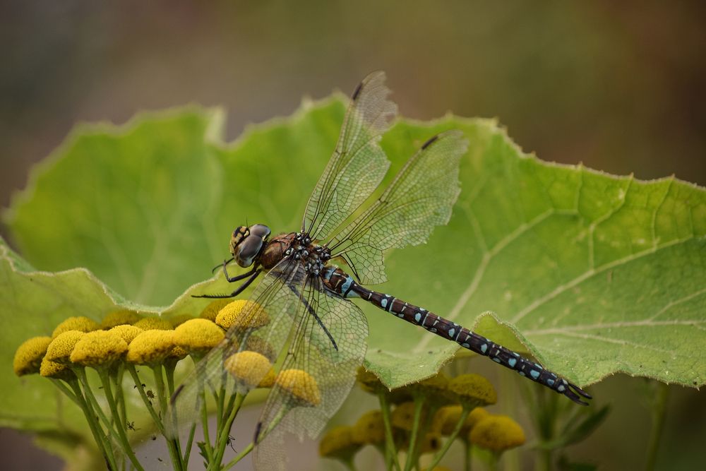 Фотография автора Оксана Льдинина