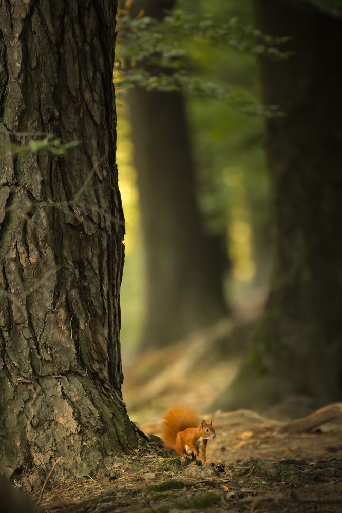 Photograph by Krzysztof Bozalek