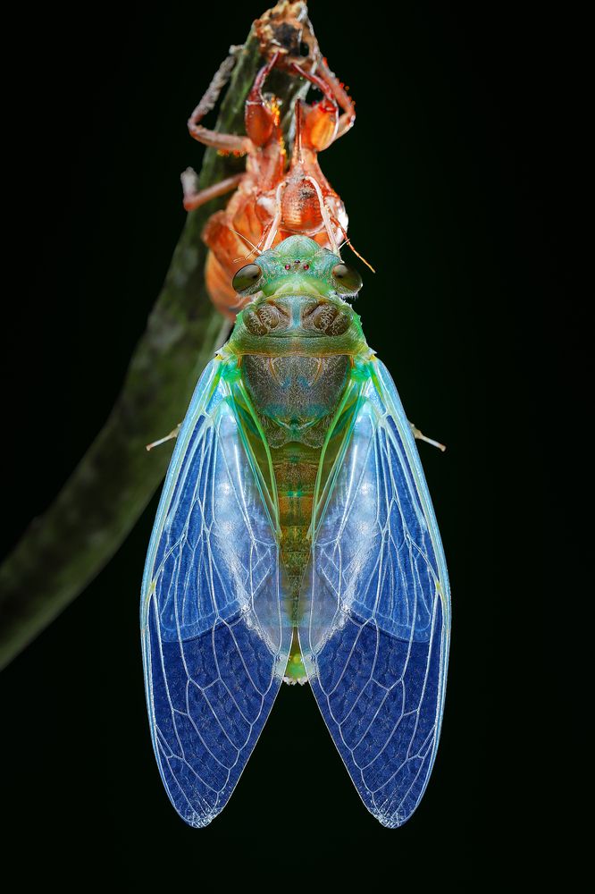 Photograph by Tran The Ngoc