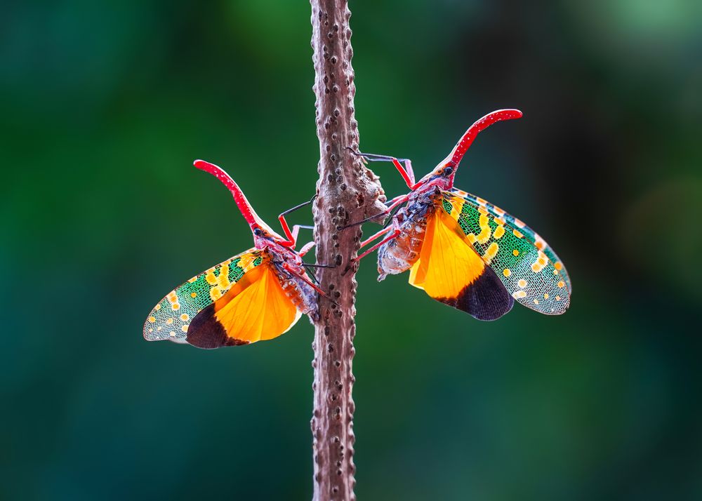 Photograph by Tran The Ngoc