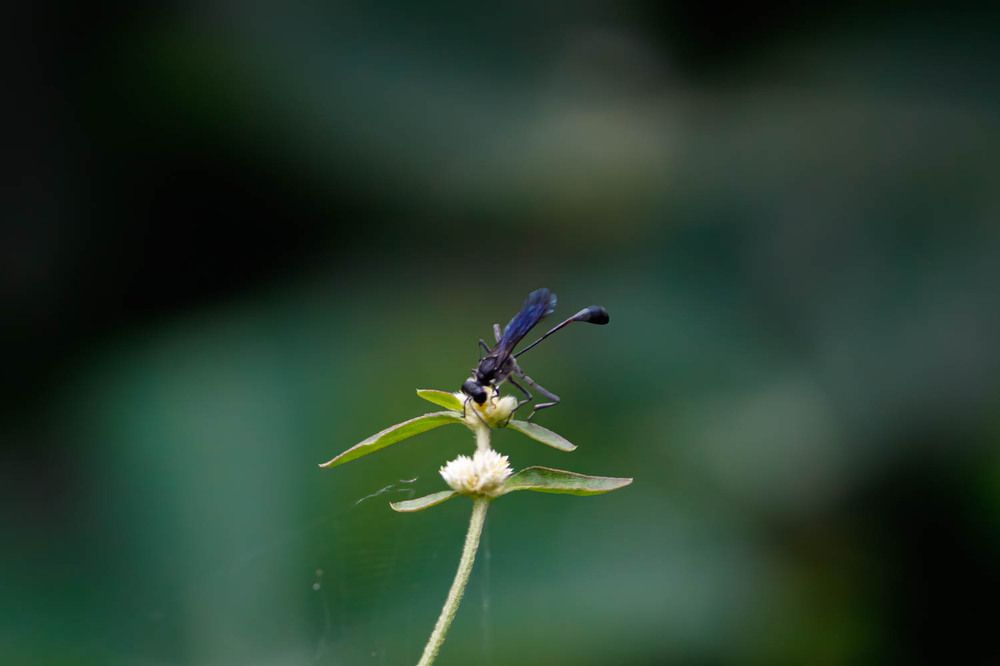 Фотография автора Hari Venkatesh