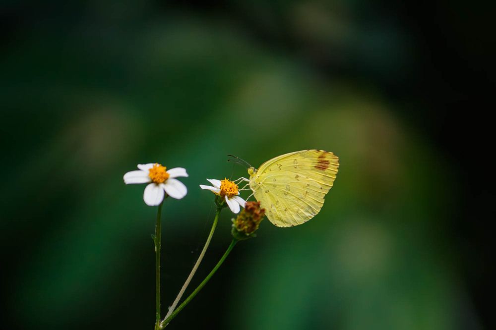 Фотография автора Hari Venkatesh
