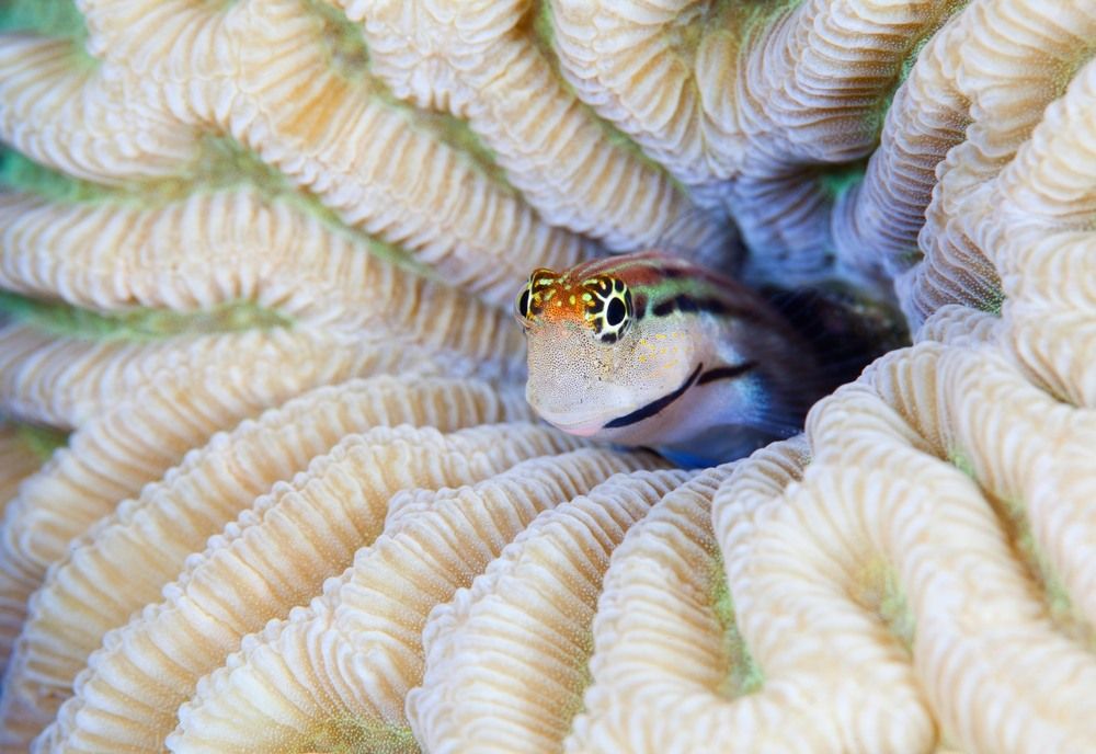 Кто в рифе живет?