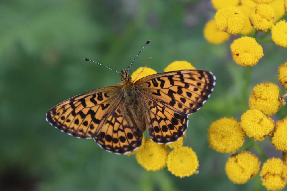 Photograph by Михаил Мархинин