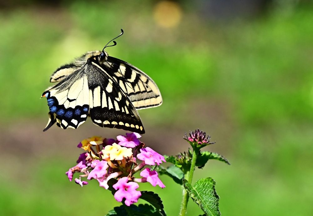 Photograph by Светлана Ивановна