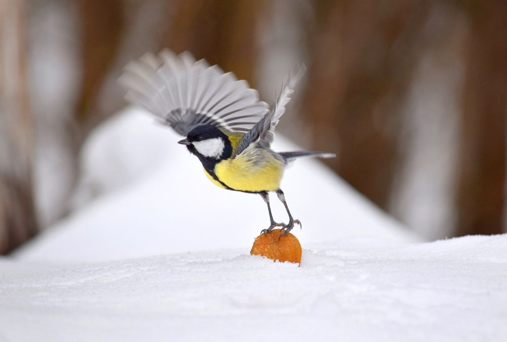 Фотография автора Оксана Льдинина