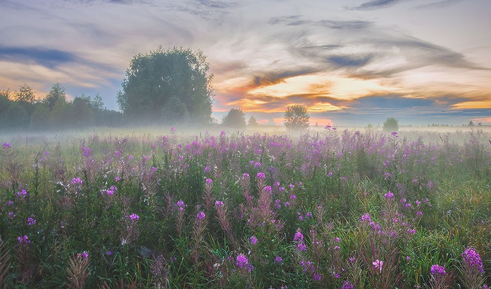Туманный закат на цветущем лугу.