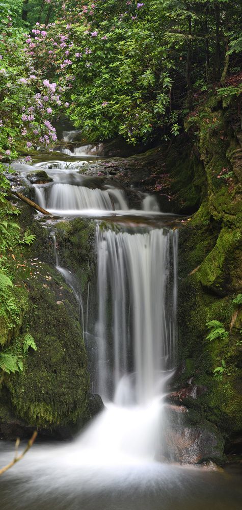 A Symphony of Water and Wilderness