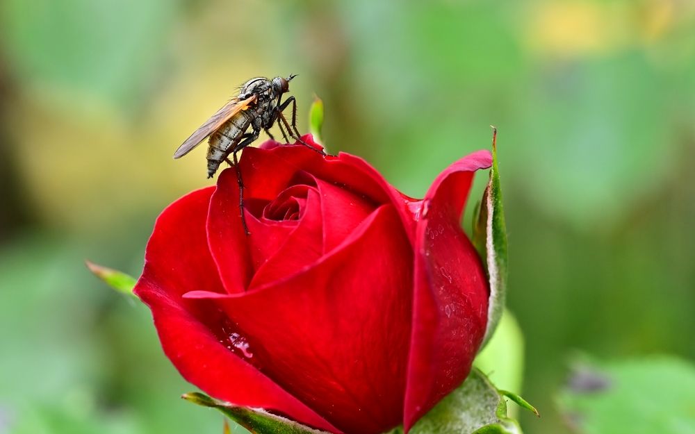 Photograph by Светлана Ивановна