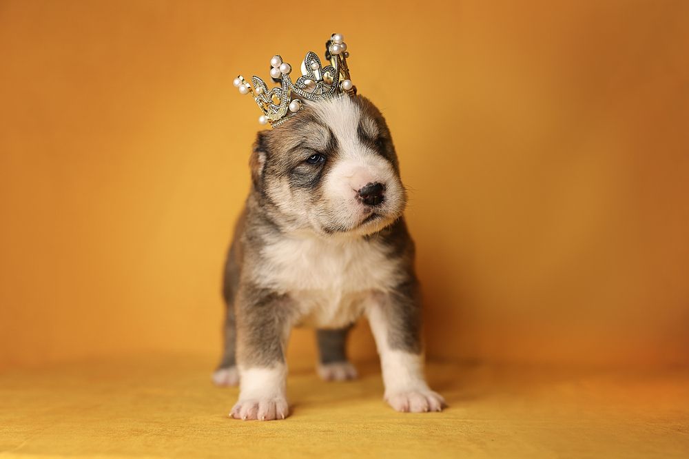 Фотография автора Анна Абрамова