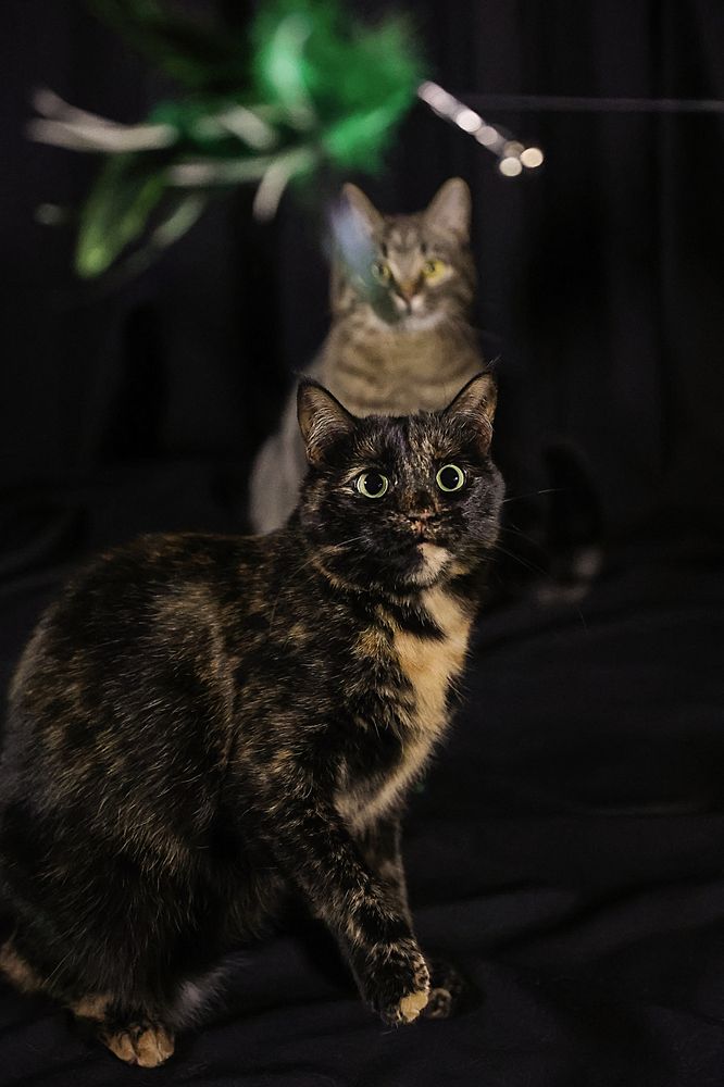 Фотография автора Анна Абрамова