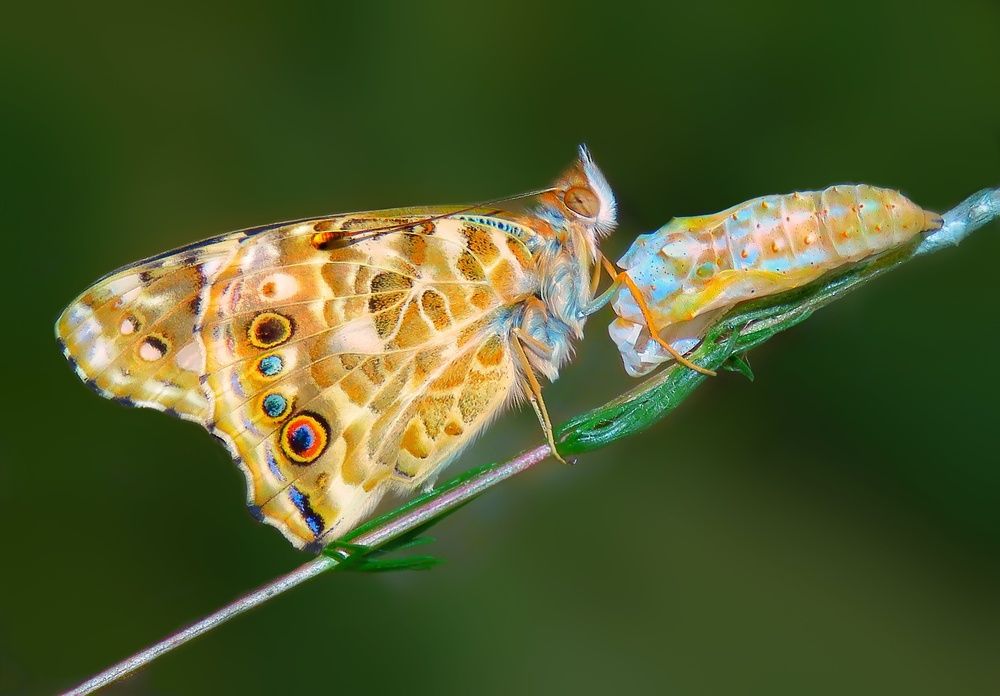 Photograph by Amin Ghaffarian