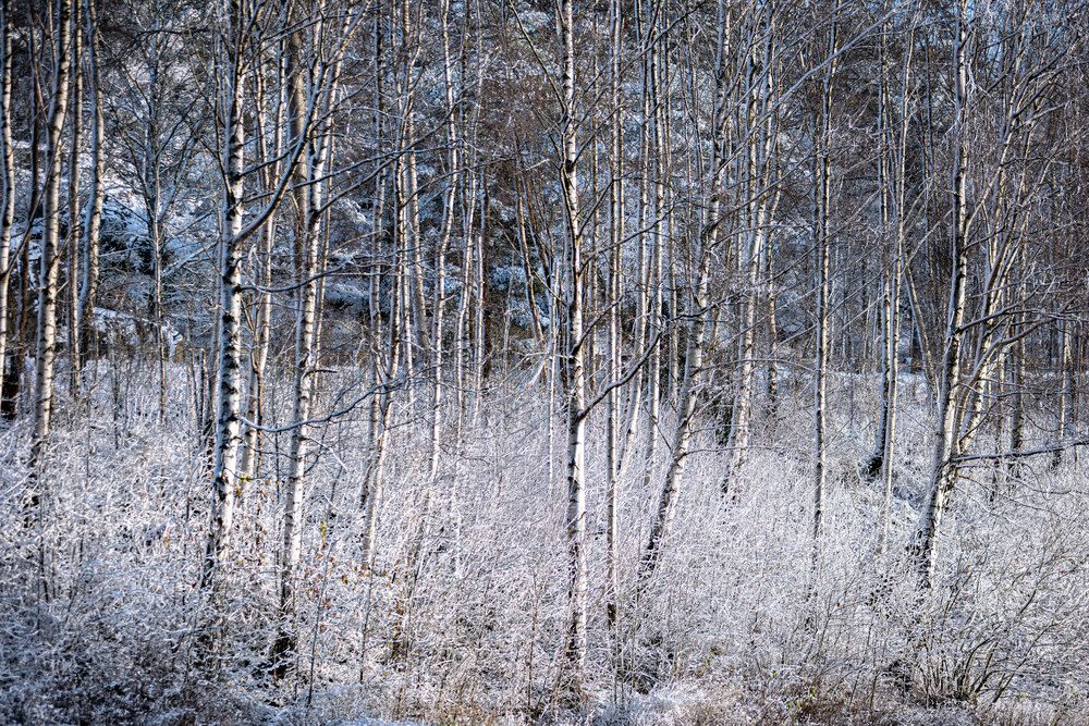 Фотография автора Ramin Barzegar