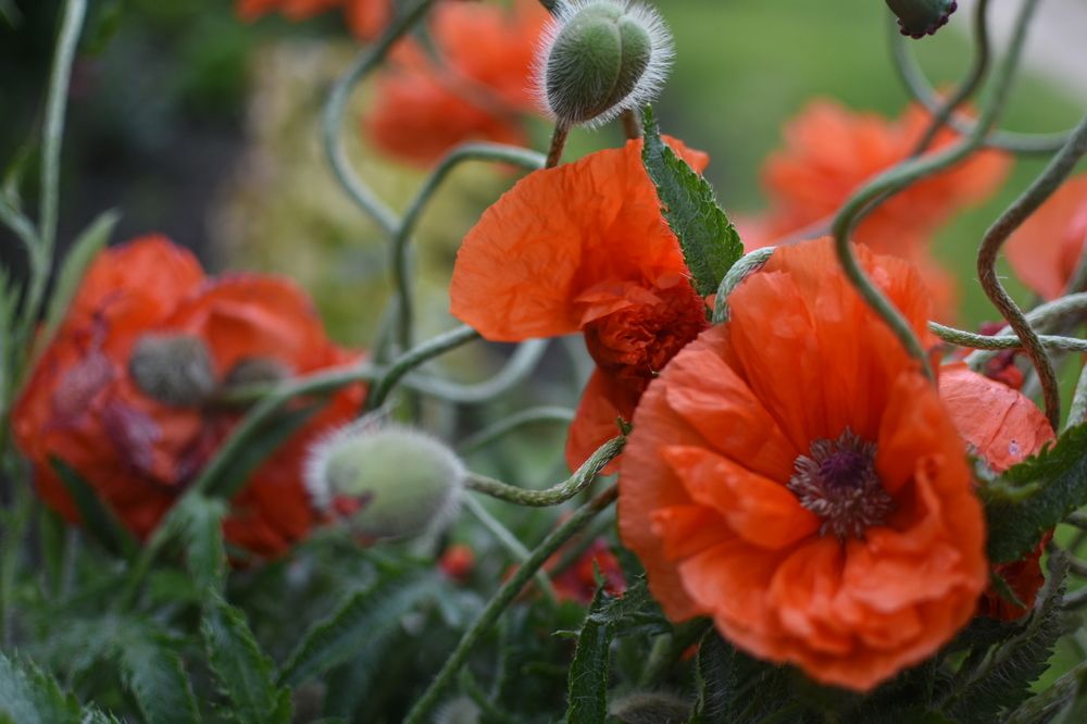 Photograph by Мария Бартош