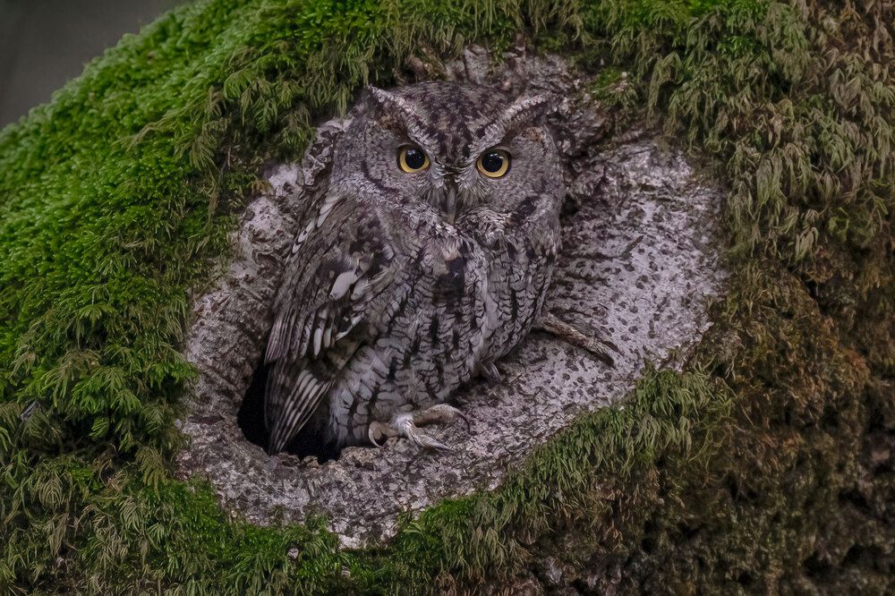 Western Screech Owl Stepping Out For Dinner