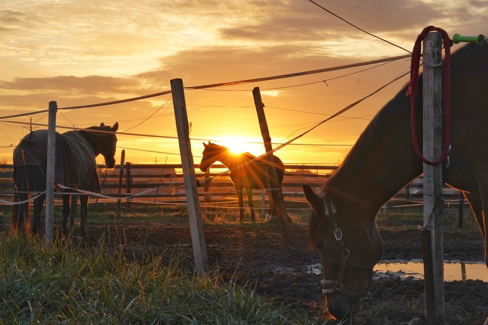 Photograph by Юлия Честнова