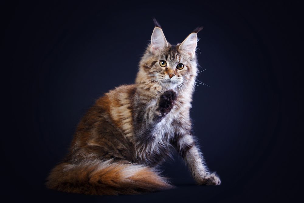 Wilora of Vistar (Вива), maine coon