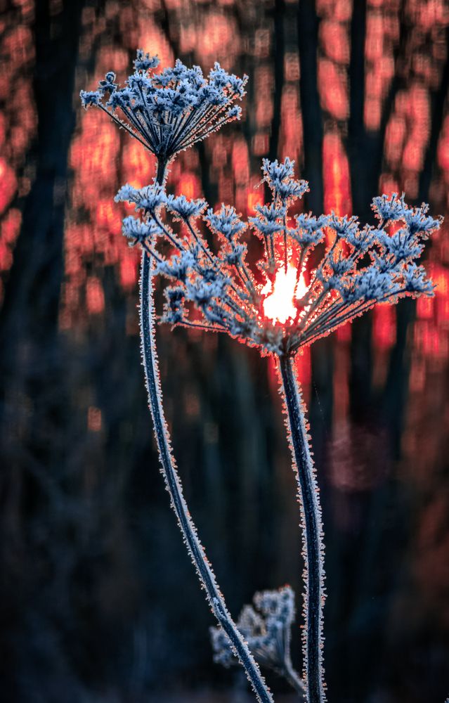 Фотография автора Александр Андреянов
