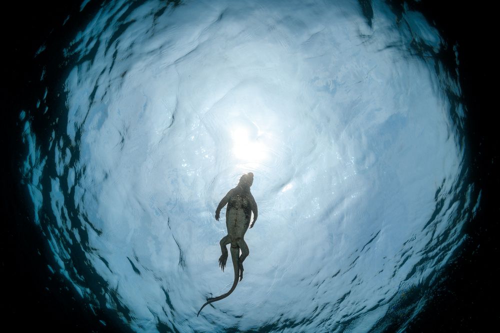 Фотография автора Luis Arpa