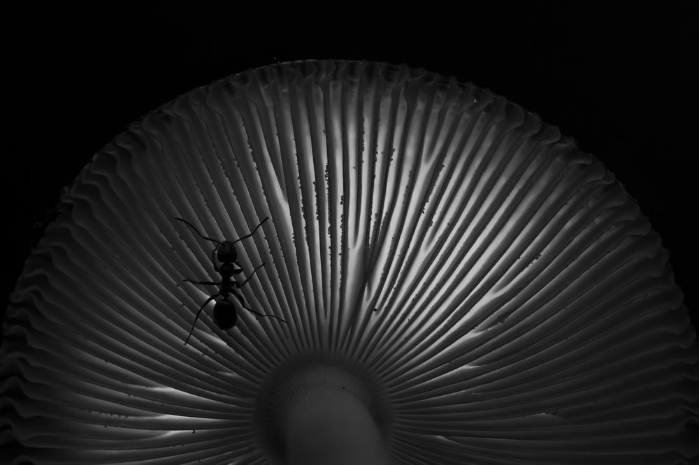 Photograph by Пронин Денис