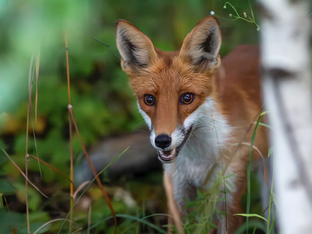 Photograph by Пронин Денис