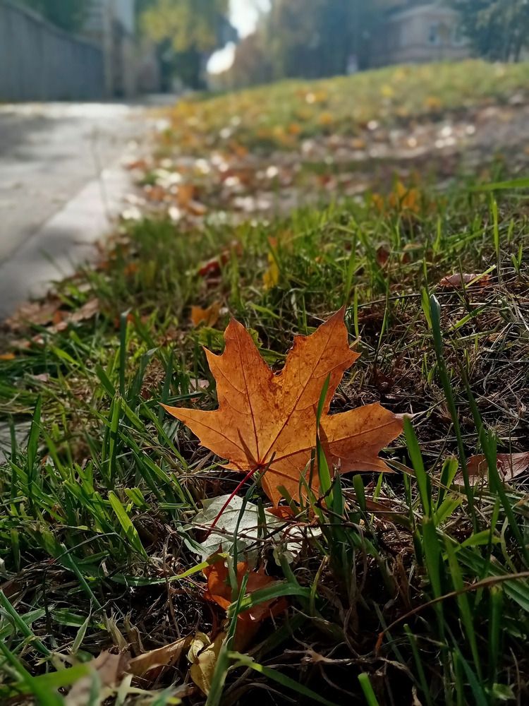 Осенний лист