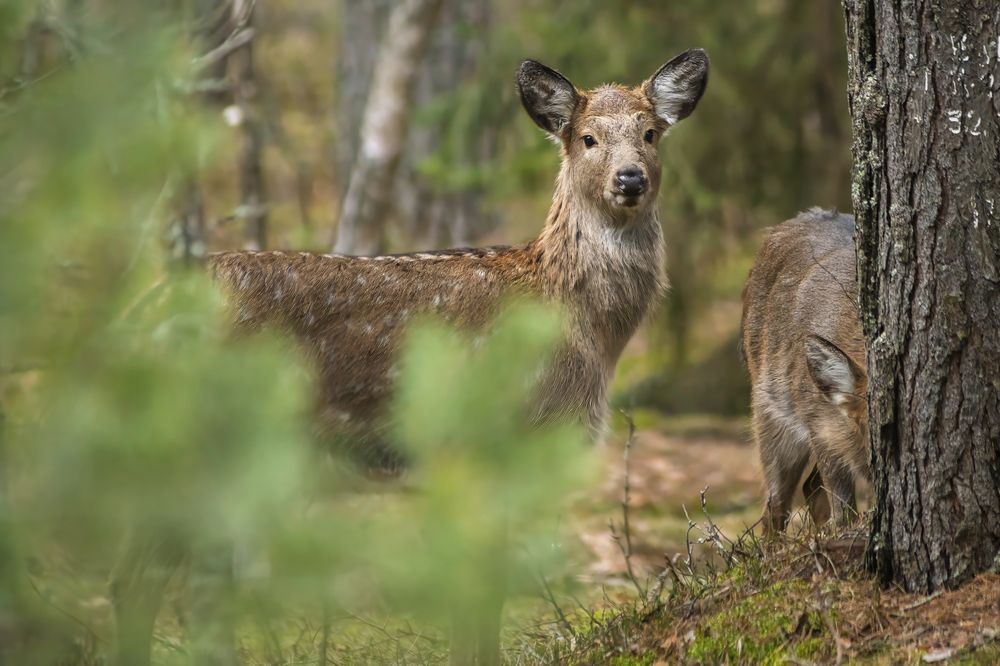 Photograph by Пронин Денис