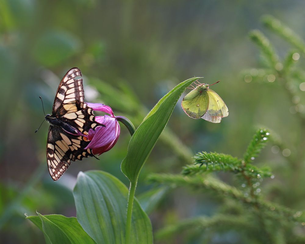 Photograph by Евгения Левина